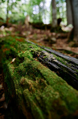 Green moss textured plant in the forest