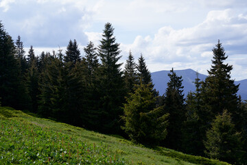 Beautiful mountain landscape with green forest. Carpathians, Ukraine.