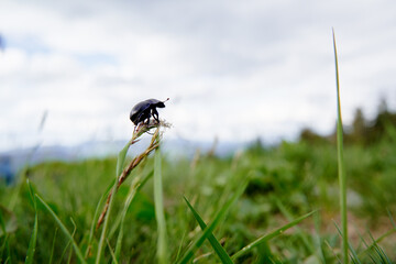 Wildlife. Black beetle bug on the green grass.