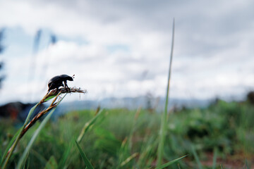 Wildlife. Black beetle bug on the green grass.