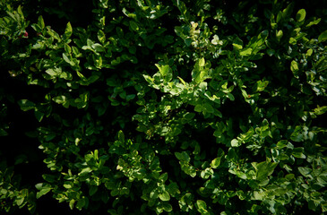 Fototapeta na wymiar Vaccinium myrtillus. Blueberry or billberry plant in the forest.