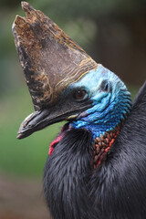 Cassowary Head and Crest