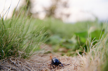 Black beetle bug in green grass