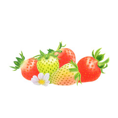 Composition of strawberries on transparent background. Watercolor hand drawn illustration. For advertising, packaging, menus, invitations, business cards, postcards, printing.
