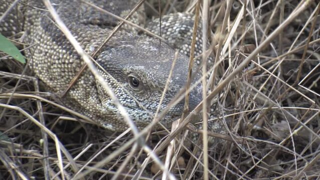 monitor lizard legavan leguaan hiding in the grass, camouflage for survival, in Africa Botswana 