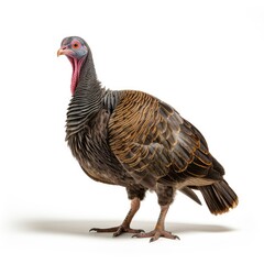 "Turkeys: The Birds of Thanksgiving and the Wild" Generativ ai.