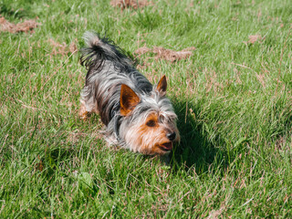 Small cute Yorkshire terrier dog on green grass in a field of a park. Walking pet concept. Animal care and wellbeing. Warm sunny day.