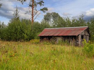 Small abandoned wooden barn or keep by a forest in a tall un cut grass. Baltic states nature scene. Nobody.