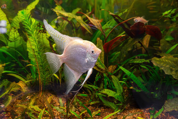 Tropical fish Pterophyllum scalare altum, angelfish swimming in aquarium water wtih green algae....