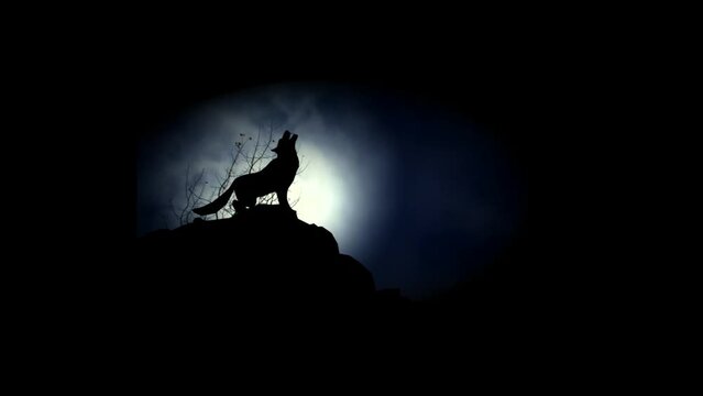 Howling wolf on a moutain top silhouette