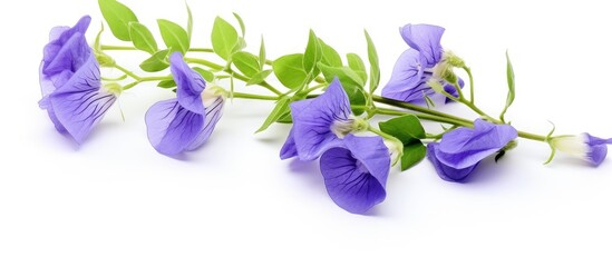A white background with the beautiful presence of a butterfly pea flower