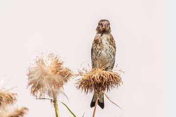 European goldfinch with juvenile plumage, feeding on the seeds of thistles. Carduelis carduelis.
