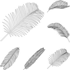 Sago palm leaves line art tropical plant leaf collection isolated on white background - obrazy, fototapety, plakaty