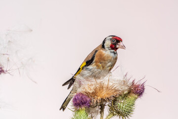 European goldfinch, feeding on the seeds of thistles. Carduelis carduelis.