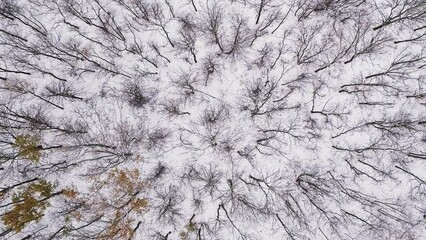 Vertical video. Drone forest view. Winter tree tops. White earth cover with naked crown circles cold weather beautiful snowy reserve.