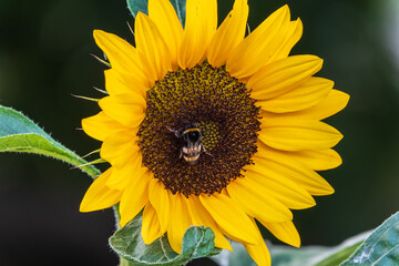 Close-up image of a bumblebee on a sunflower, flower pollen on a bee, no people, macro photography