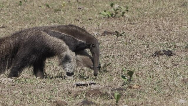 giant anteater walking over a meadow of a farm in the southern Pantanal. Myrmecophaga tridactyla, also ant bear, is an insectivorous mammal native to Central and South America.