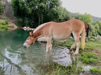 horse in the river 