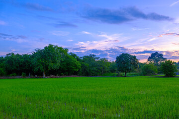 Trees in Paddy Field