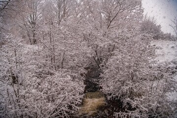 trees in snow with creek