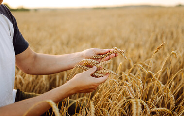 An agronomist in a golden wheat field holds bunches of wheat in his hands, checks the quality. A young farmer controls the growth of his crop. Agriculture concept. Harvesting.