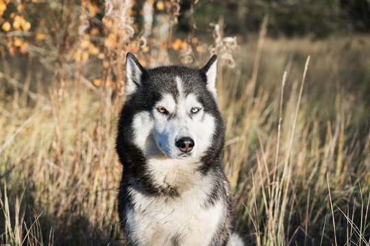 Husky dog ​​in the autumn forest, close-up photo.