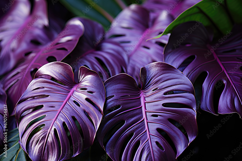 Wall mural Many purple  Monstera leaves, wallpaper background