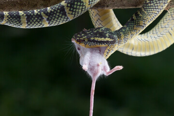 Tropidolaemus wagleri .Tropidolaemus wagleri snake closeup on branch.  Viper eating white rat