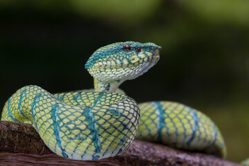 Tropidolaemus wagleri .Tropidolaemus wagleri snake closeup on branch