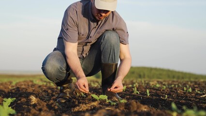 Green sprouts are evaluated by farmer in field. Agriculture business. Farmers businessman hand touches young green sprouts in field. Business concept of investment and income growth in business