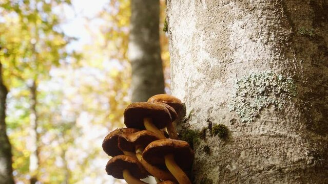 Cluster of Brown Mushrooms on Tree Trunk, A video showcasing a group of fungi growing on the side of a tree, with the autumn forest in the background.