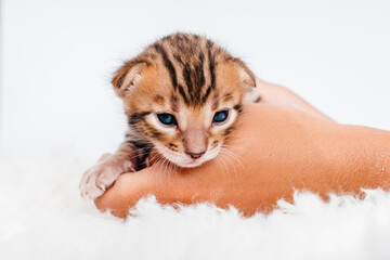 Two week old small newborn bengal kitten on a white background. Close-up. Cute bengal. A kitten in the hands of a girl. On the palms is a small cute kitten.