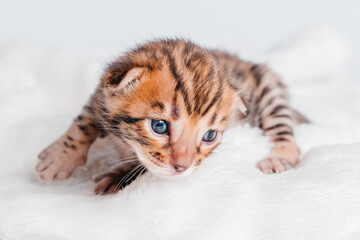 Obraz na płótnie Canvas Two week old small newborn bengal kitten on a white background.Copy space.Close-up.