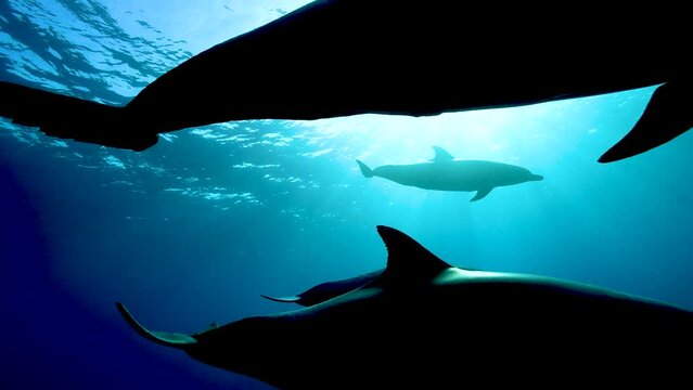 ミナミハンドウイルカ56_御蔵島_2023.10.27-28_逆光の中去って行く4頭のイルカ