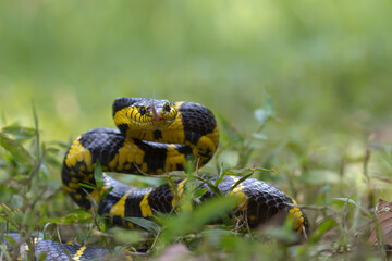 Boiga yellow ring 