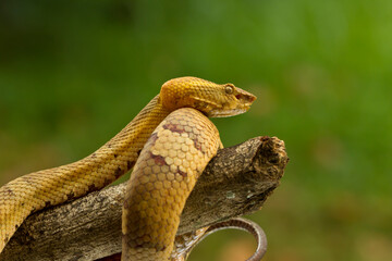 viper snake on branch with nature background
