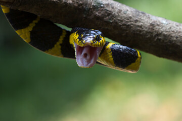 Boiga yellow ring "Boiga dendrophila on nature background