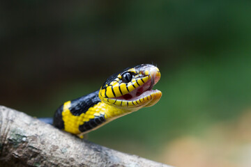 Boiga yellow ring 