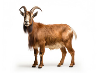 Obraz premium Ibex Studio Shot Isolated on Clear Black Background, Generative AI