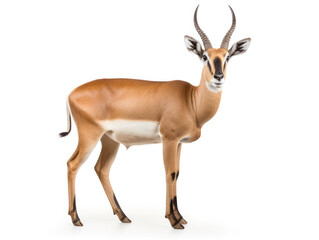 Fototapeta premium Antelope Studio Shot Isolated on Clear White Background, Generative AI