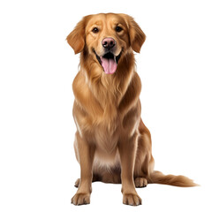 Golden retriever on transparent background
