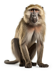 Baboon Studio Shot Isolated on Clear White Background, Generative AI