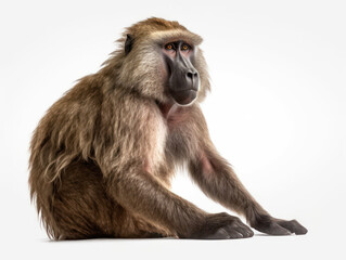 Baboon Studio Shot Isolated on Clear White Background, Generative AI