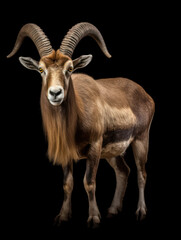 Ibex Studio Shot Isolated on Clear Black Background, Generative AI