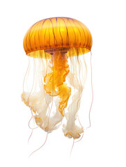 Jellyfish Studio Shot Isolated on Clear White Background, Generative AI