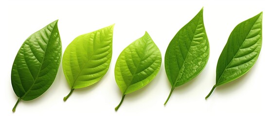 Fresh green leaves on white background