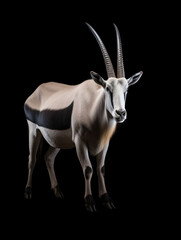 Obraz premium Oryx Studio Shot Isolated on Clear Black Background, Generative AI