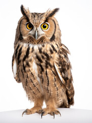 Obraz premium Owl Studio Shot Isolated on Clear White Background, Generative AI