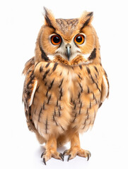 Naklejka premium Owl Studio Shot Isolated on Clear White Background, Generative AI