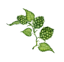 Watercolor illustration of a branch of fresh green hops for use in the brewing industry. Isolated malt. Composition for posters, postcards, banners, flyers, covers, posters and other printing products